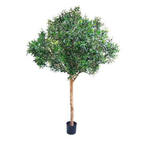 Giant Olive Tree 230cm - Evergreen Walls