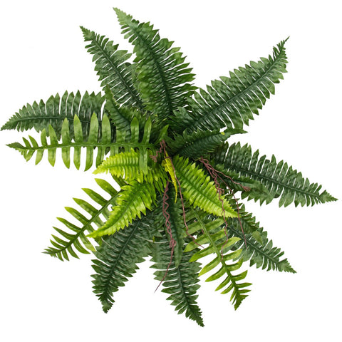 Large Boston Fern 55cm - Evergreen Walls