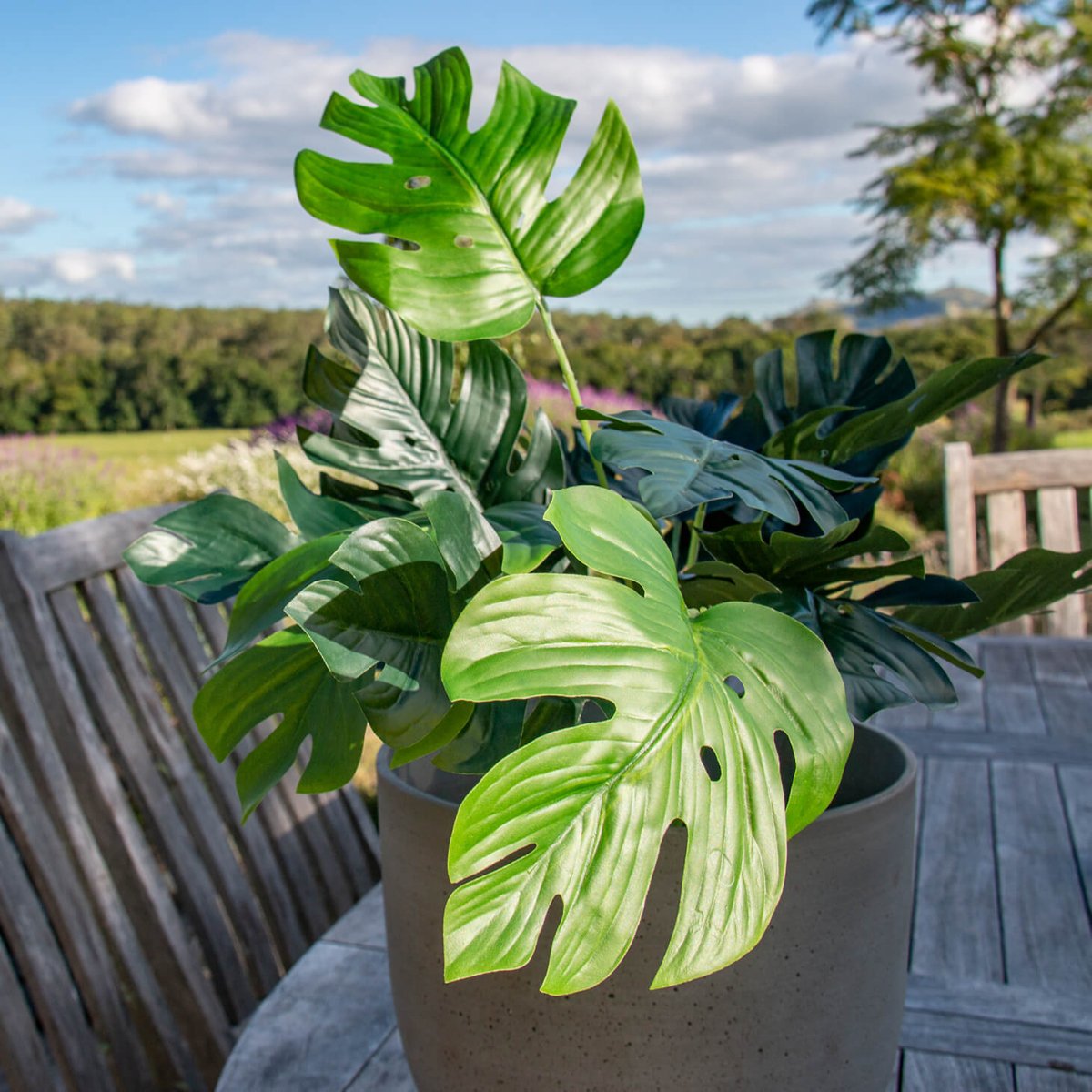 monstera bush Monstera Bush 50cml – Evergreen Walls