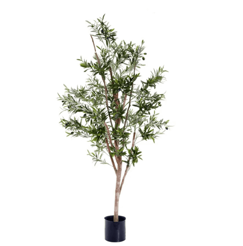 Olive Tree 150cm - Evergreen Walls