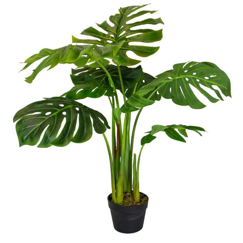 Pair Bundle - 2 x Monstera Plants 85cm - Evergreen Walls