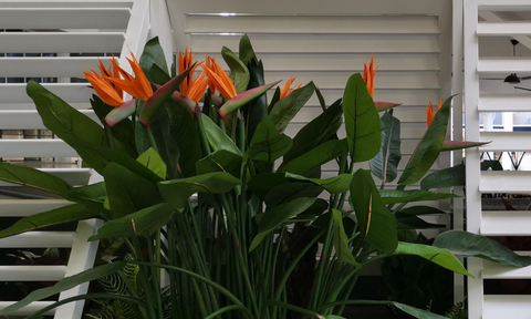 Embrace the Winter Season with Evergreen Walls: Tips for Creating a Lush and Green Oasis