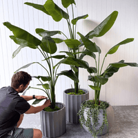 Artificial faux plants and how to keep them looking new