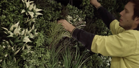 Pymble Swim Centre Living Wall Replacement