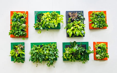 The History of Vertical Gardens