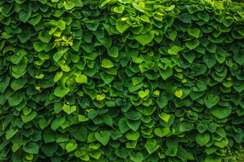 How Much Maintenance Will Your Green Wall Need?