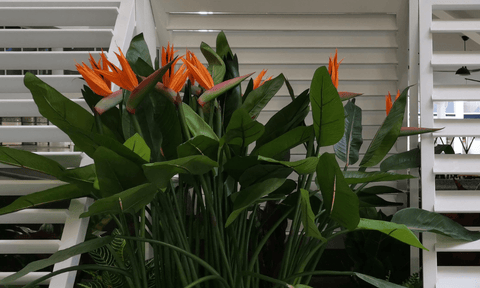 Embrace the Winter Season with Evergreen Walls: Tips for Creating a Lush and Green Oasis - Evergreen Walls