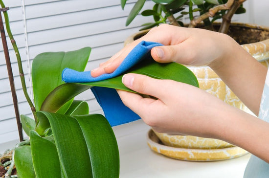 How to Clean Your Artificial Green Wall - Evergreen Walls
