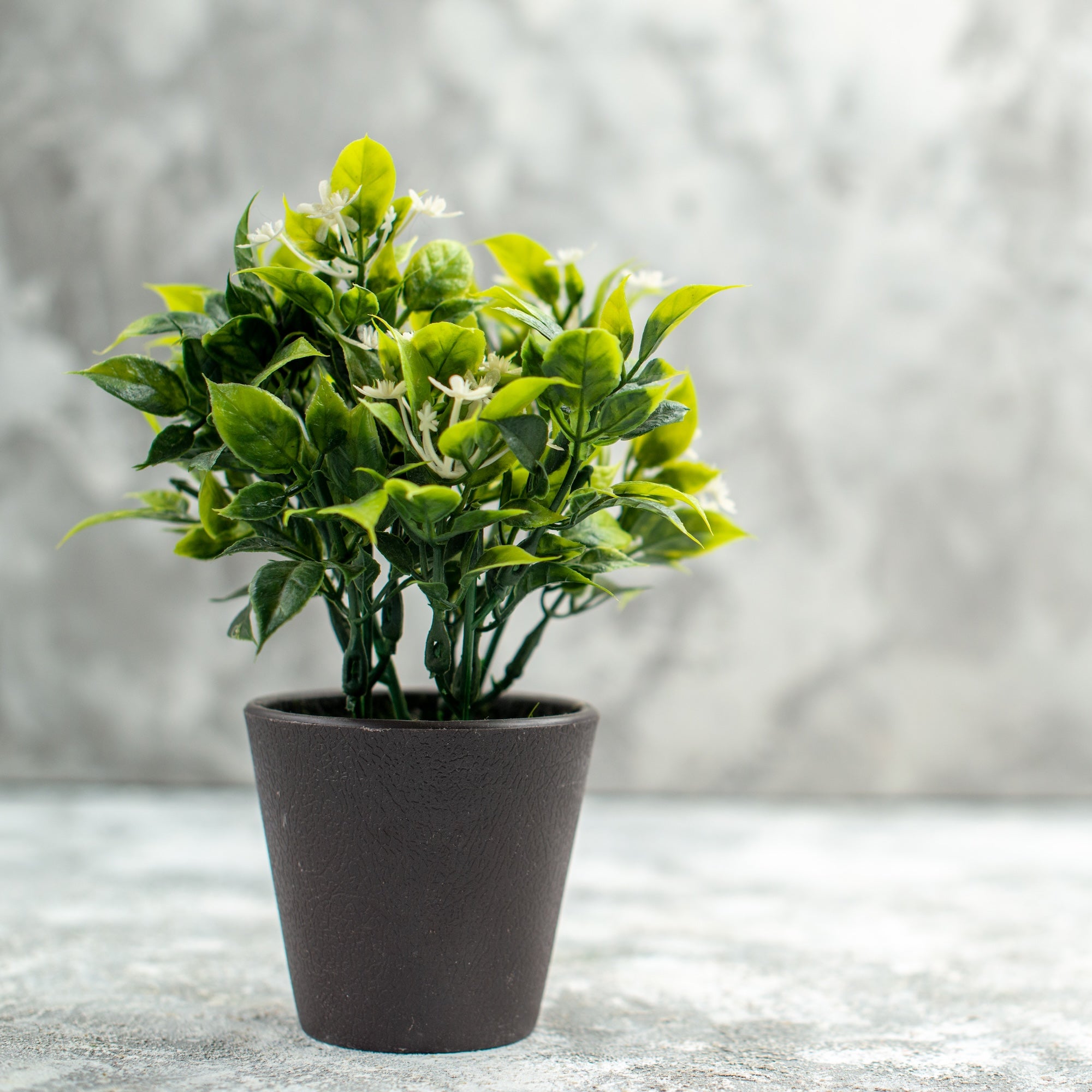 How to Keep Fake Plants Looking New