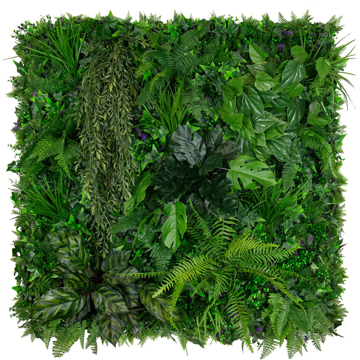 New Product: Urban Rainforest