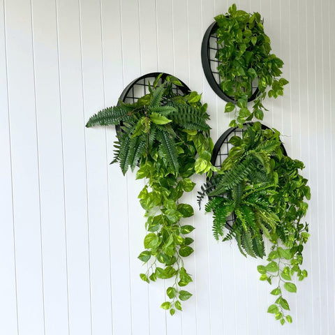 Green Discs - Evergreen Walls