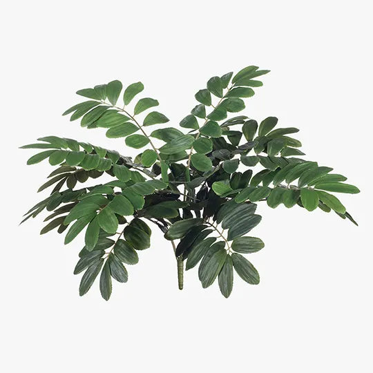 Curry Leaf Bush 58cmH | Evergreen Walls