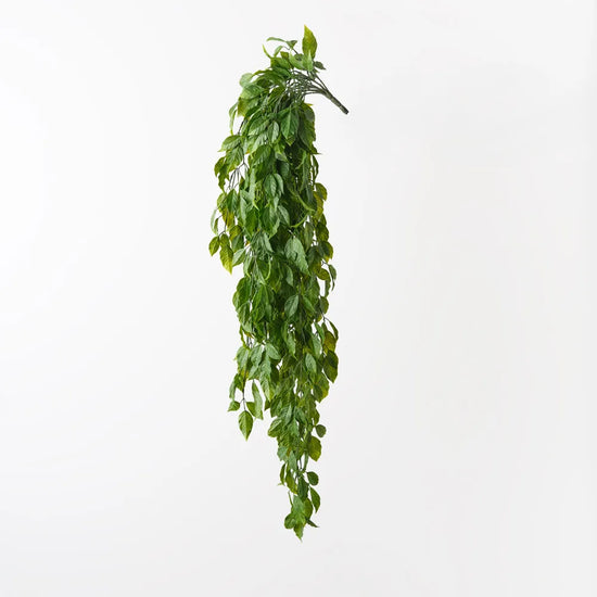 Ebony Leaf Hanging Bush | Evergreen Walls