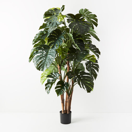 Monstera Plant Green | Evergreen Walls