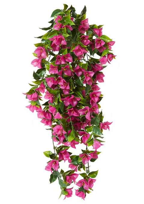 Bougainvillea Hanging Bush UV