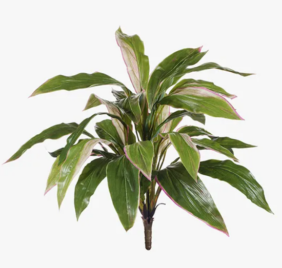 Cordyline Bush 50cmH | Evergreen Walls