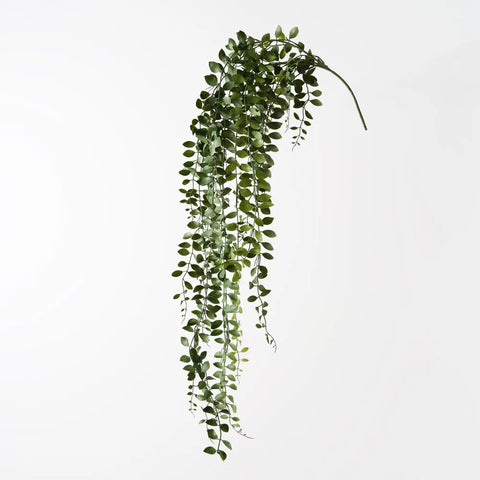 Fern Button Hanging Bush