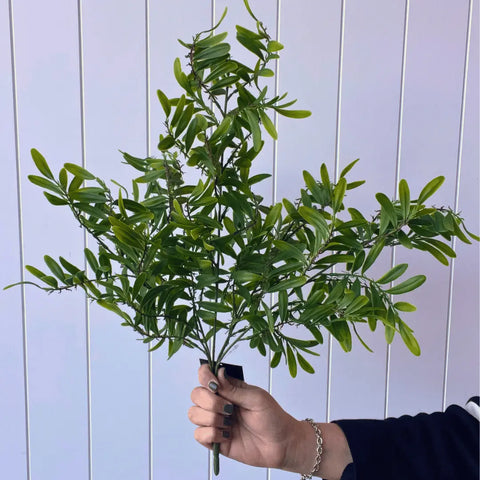 Acacia Leaf Bush 53cmH