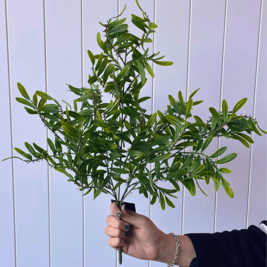 Acacia Leaf Bush 53cmH
