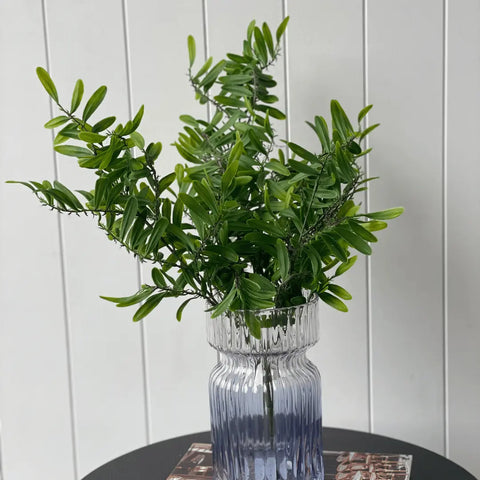 Acacia Leaf Bush 53cmH