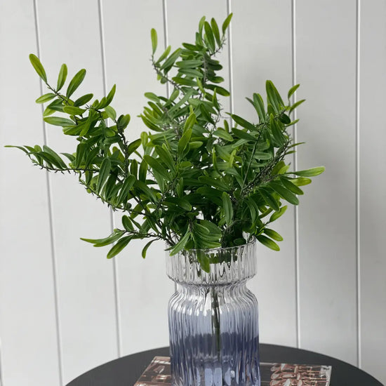 Acacia Leaf Bush 53cmH