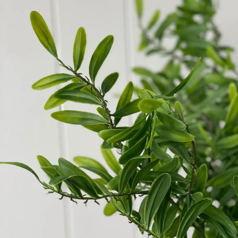 Acacia Leaf Bush 53cmH