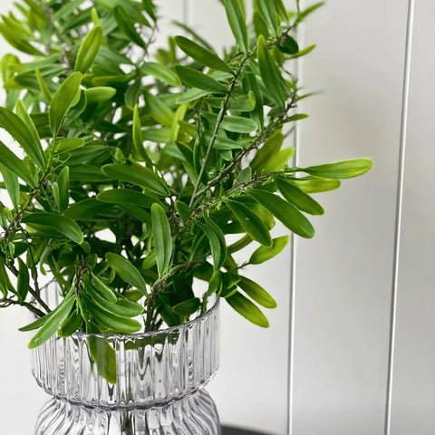 Acacia Leaf Bush 53cmH