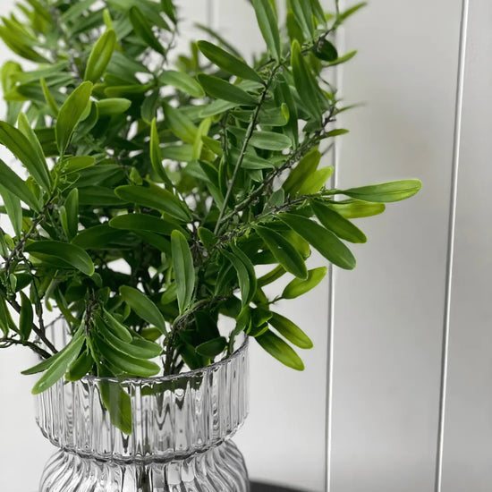 Acacia Leaf Bush 53cmH