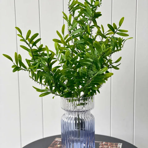 Acacia Leaf Bush 53cmH