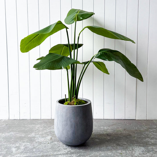 Artificial Bird of Paradise | Evergreen Walls
