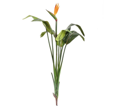 Bird of Paradise Flower 1.37m