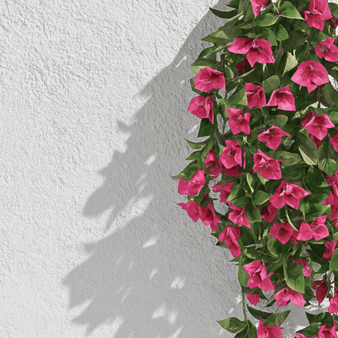 Bougainvillea Hanging Bush UV