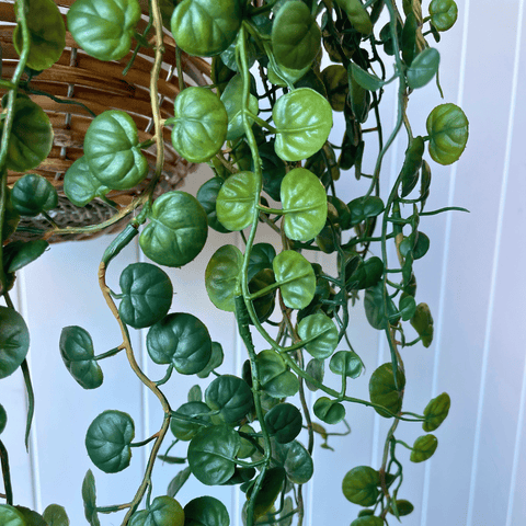 Fern Button Hanging Bush 86cmL