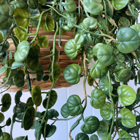 Fern Button Hanging Bush 86cmL