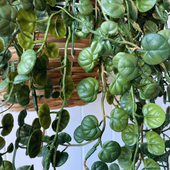 Fern Button Hanging Bush | Evergreen Walls