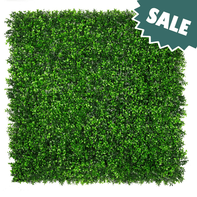 Classic Boxwood Sale