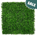 Classic Boxwood Sale