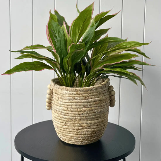 Cordyline Bush 50cmH | Evergreen Walls