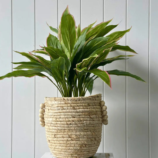 Cordyline Bush 50cmH | Evergreen Walls