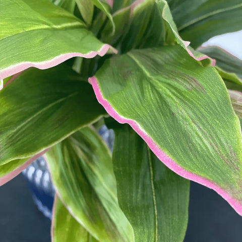Cordyline Bush 50cmH