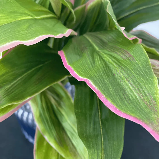Cordyline Bush 50cmH | Evergreen Walls