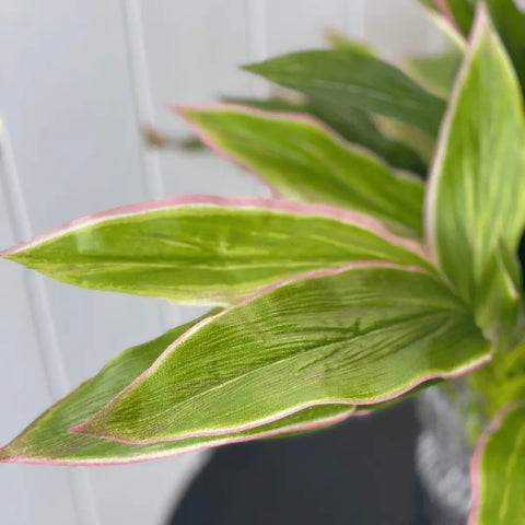 Cordyline Bush 50cmH