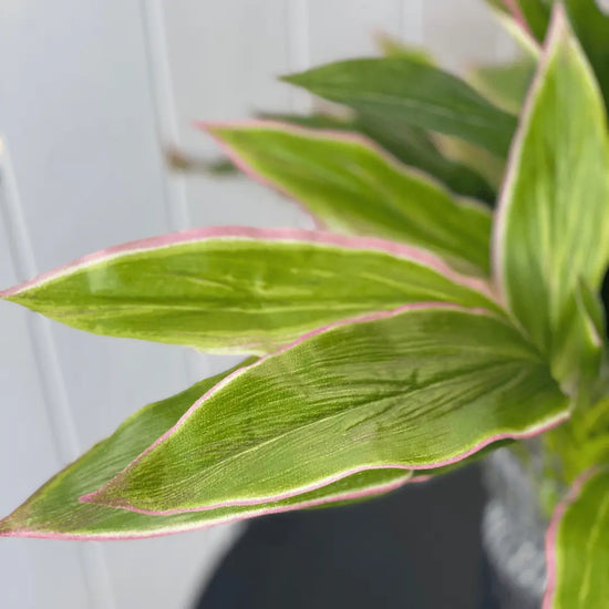 Cordyline Bush 50cmH | Evergreen Walls