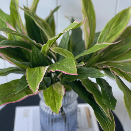 Cordyline Bush 50cmH | Evergreen Walls