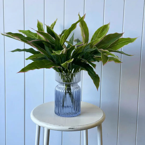 Cordyline Bush 50cmH | Evergreen Walls