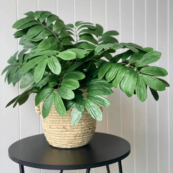 Curry Leaf Bush 58cmH | Evergreen Walls