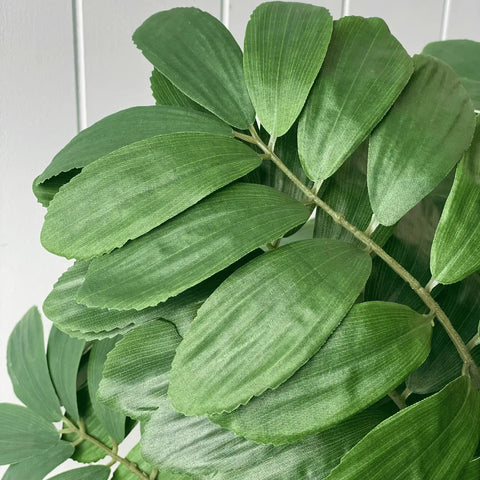 Curry Leaf Bush 58cmH