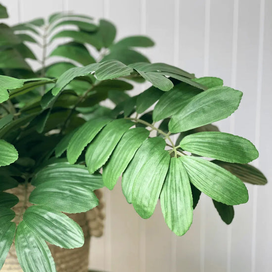 Curry Leaf Bush 58cmH | Evergreen Walls