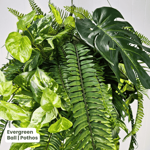 Evergreen Hanging Greenery Ball | Evergreen Walls