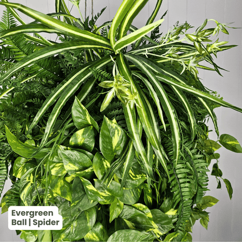Evergreen Hanging Greenery Ball | Evergreen Walls